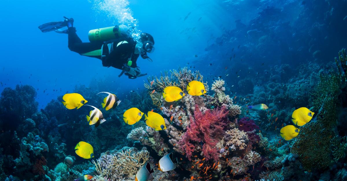 Scuba diver exploring the beautiful underwater world of Bonaire.