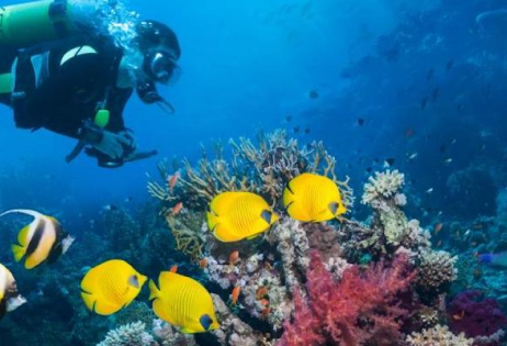 Diving Exploration. Unveiling Bonaire's Underwater Wonders